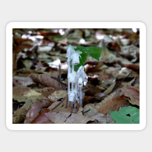 White Ghost Plant Sticker